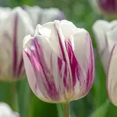 QFB Gardening Tulp Flaming Flag | 10 stuks | Wit | Paars | Tulpenbollen