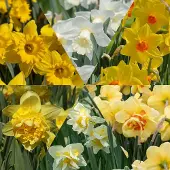 QFB Gardening Narcissen Pakket | 60 stuks | Geel | Meerkleurig | Wit