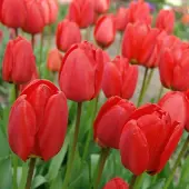 QFB Gardening Tulp Parade | 10 stuks | Darwinhybride | Rood | Tulpenbollen