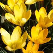 QFB Gardening Krokus Golden Yellow | 25 stuks | Geel | Krokusbollen