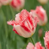 QFB Gardening Tulp Sweet Simone | 10 stuks | Gefranjerd | Roze | Wit