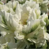 QFB Gardening Tulp Super Parrot | 10 stuks | Parkiet | Groen | Wit | Tulpenbollen
