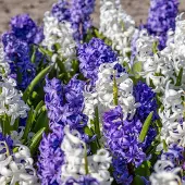 QFB Gardening Hyacint Blauw wit gemengd | 5 stuks | Blauw | Wit | Hyacintenbollen