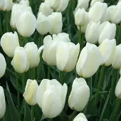 QFB Gardening Grootverpakking Tulp Pays Bas | 50 stuks | Wit | Tulpenbollen |