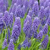 QFB Gardening Grootverpakking Muscari armeniacum | 100 stuks | Blauw | Voordeelverpakking |