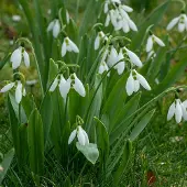 QFB Gardening Grootverpakking Sneeuwklokje - Galanthus -verwildering - meerjarig | 100 stuks |