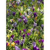 QFB Gardening Verwilderingsbollen Pakket | 300 stuks | Meerkleurig | Voordeelverpakking