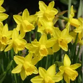 QFB Gardening Grootverpakking Narcis Tête-à-Tête | 50 stuks | Cyclamineus | Geel |