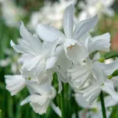 QFB Gardening Grootverpakking Narcis Thalia | 50 stuks | Triandrus | Wit | Voordeelverpakking