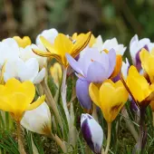 QFB Gardening Grootverpakking Krokus chrysanthus Mix | 100 stuks | Meerkleurig |