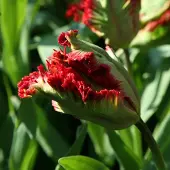 QFB Gardening Tulp Exotic Parrot | 10 stuks | Parkiet | Groen | Rood