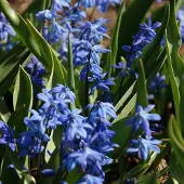 QFB Gardening Grootverpakking Scilla siberica | 100 stuks | Blauw | Voordeelverpakking