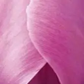 JUB - Tulipa Purple Pride