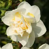QFB Gardening Narcis White Lion | 30 stuks | Dubbel | Geel | Wit | Narcissenbollen