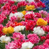 QFB Gardening Bloembollen Mix Murillo Tulpen | 150 stuks | Darwinhybride | Voordeelverpakking