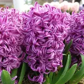 QFB Gardening Hyacint Purple Sensation | 5 stuks | Paars | Hyacintenbollen