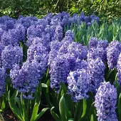 QFB Gardening Hyacint Delft Blue | 5 stuks | Blauw | Hyacintenbollen