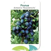Warentuin Collection Prunus Domestica Hauszwetsche fruitboom Pruim