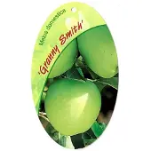 Warentuin Collection Malus Domestica Granny Smith fruitboom Appel