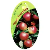 Warentuin Collection Malus Domestica Rode Jonathan fruitboom Appel