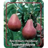 Warentuin Collection Pyrus Communis Rote Williams Christbirne fruitboom Peer