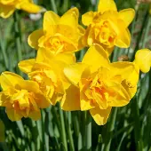 QFB Gardening Narcis Dick Wilden | Dubbel | Geel | Narcissenbollen