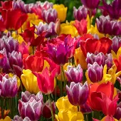 QFB Gardening Bloembollen Mix Tulpen Colourful Spring | Meerkleurig | Voordeelverpakking