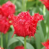QFB Gardening Tulp Barbados | 10 stuks | Gefranjerd | Rood | Tulpenbollen