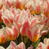 QFB Gardening Tulp Quebec | 10 stuks | Greigii | Rood | Tulpenbollen