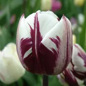 QFB Gardening Tulp Rems Favourite | 10 stuks | Wit | Paars | Tulpenbollen