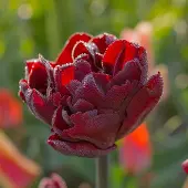 QFB Gardening Tulp Palmyra | 10 stuks | Dubbel vroeg | Rood | Tulpenbollen