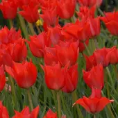 QFB Gardening Tulp Linifolia | 10 stuks | Specie | Rood | Tulpenbollen