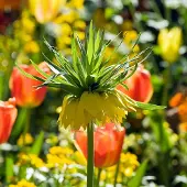 QFB Gardening Fritillaria imperialis Lutea | Geel | Fritillaria Bollen
