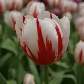 QFB Gardening Tulp Happy Generation | 10 stuks | Rood | Wit | Tulpenbollen