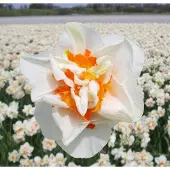 QFB Gardening Narcis Flower Parade | 10 stuks | Dubbel | Wit | Narcissenbollen