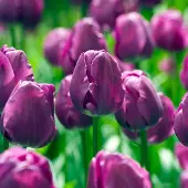 QFB Gardening Tulp Negrita | 10 stuks | Paars | Tulpenbollen | Snijbloem