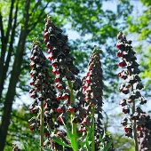 QFB Gardening Fritillaria persica | Paars | Fritillaria Bollen | Snijbloem