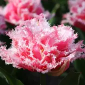 QFB Gardening Tulp Queensland | 10 stuks | Dubbel laat | Gefranjerd | Roze
