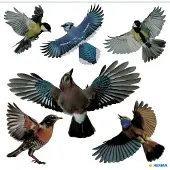 Herma Venster decoratie vogel kleurrijk, 30x30 cm