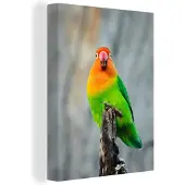 MuchoWow Canvas Schilderij Dwergpapegaai - 60x80 cm - Wanddecoratie