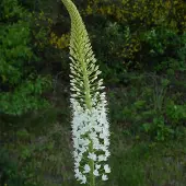 QFB Gardening Eremurus himalaicus | Wit | Naald van Cleopatra Bollen
