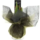 QFB Gardening Amaryllis Xmas Wrapz goud | 1 stuk | Rood | Kamerplant