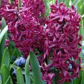 QFB Gardening Hyacint Woodstock | 5 stuks | Paars | Hyacintenbollen