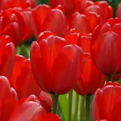 QFB Gardening Grootverpakking Tulp Red Impression | 50 stuks | Darwinhybride | Rood |