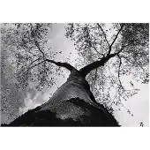 WALLARENA - Fotobehang - 300x210 cm - zwart-wit boom bos slaapkamer salon vliesbehang