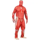 Widmann Anatomie kostuum Bente