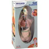 Miniland Anatomische Torso 11 Stukken