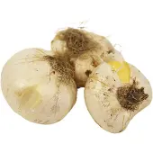Famiflora Allium Gladiator - Voorjaarsbloeiers - 3 bloembollen - Trekt bijen en vlinders aan voor een gezonde tuinecosysteem - Voegt een majestueuze uitstraling toe die bewondering oogst