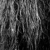 Modulor Cnt Nocturnal Rainforest