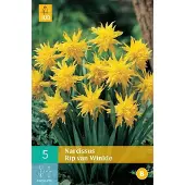 JUB 5 NARCISSUS RIP VAN WINKLE 10/12